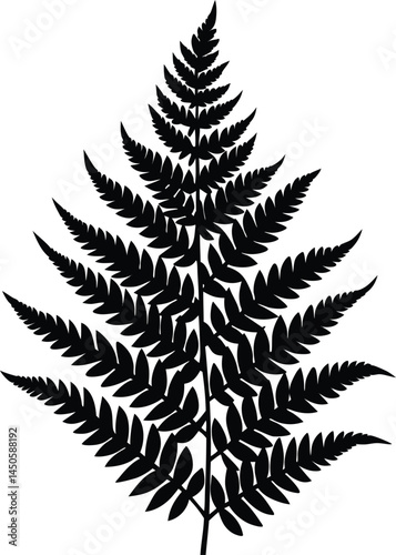 marsh fern silhouette vector on white background   