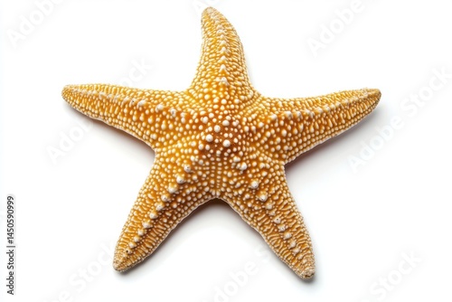 Isolated starfish with five arms and textured surface detail