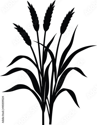 millet stalk silhouette vector on white background 