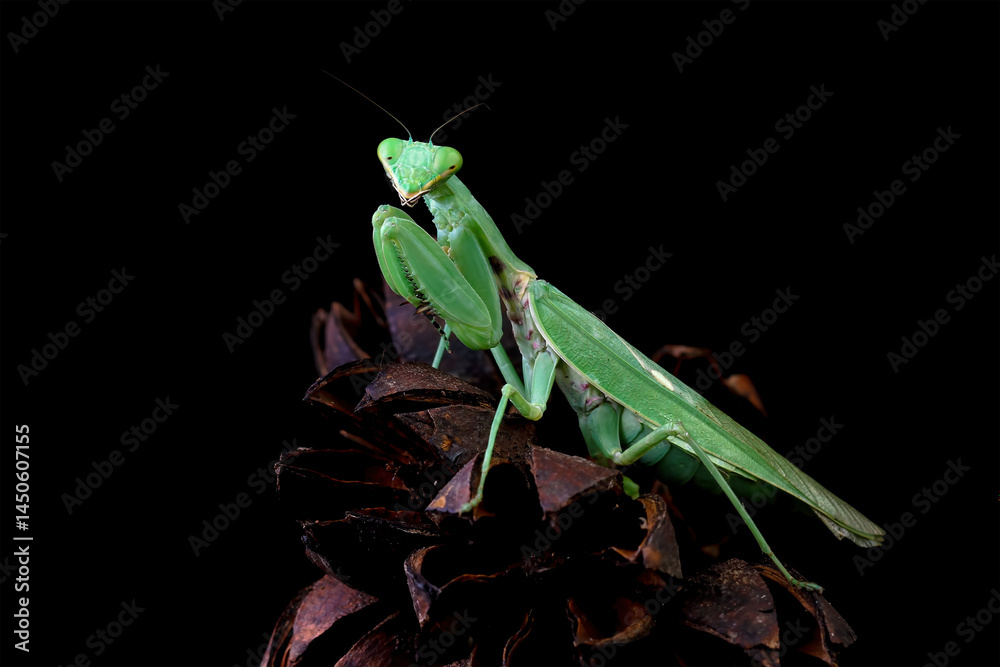 The praying mantis on leaves, praying mantis on branch with black background, Green Praying Mantis