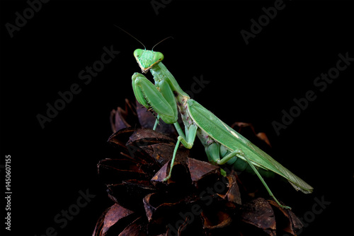 Obraz na płótnie The praying mantis on leaves, praying mantis on branch with black background, Green Praying Mantis w salonie