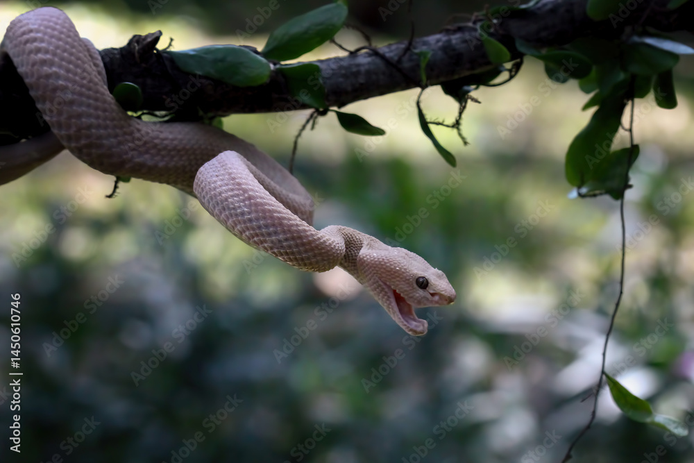 Trimeresurus purpureomaculatus on branch, Mangrove pit viper