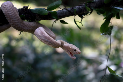 Obraz na płótnie Trimeresurus purpureomaculatus on branch, Mangrove pit viper w salonie