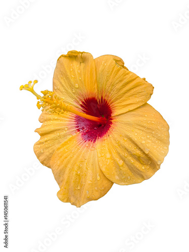 Yellow hibiscus flowers isolated on transparent background