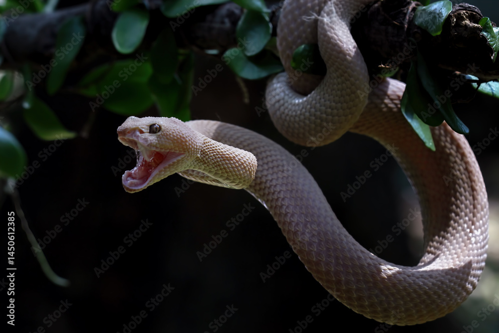 Trimeresurus purpureomaculatus on branch, Mangrove pit viper