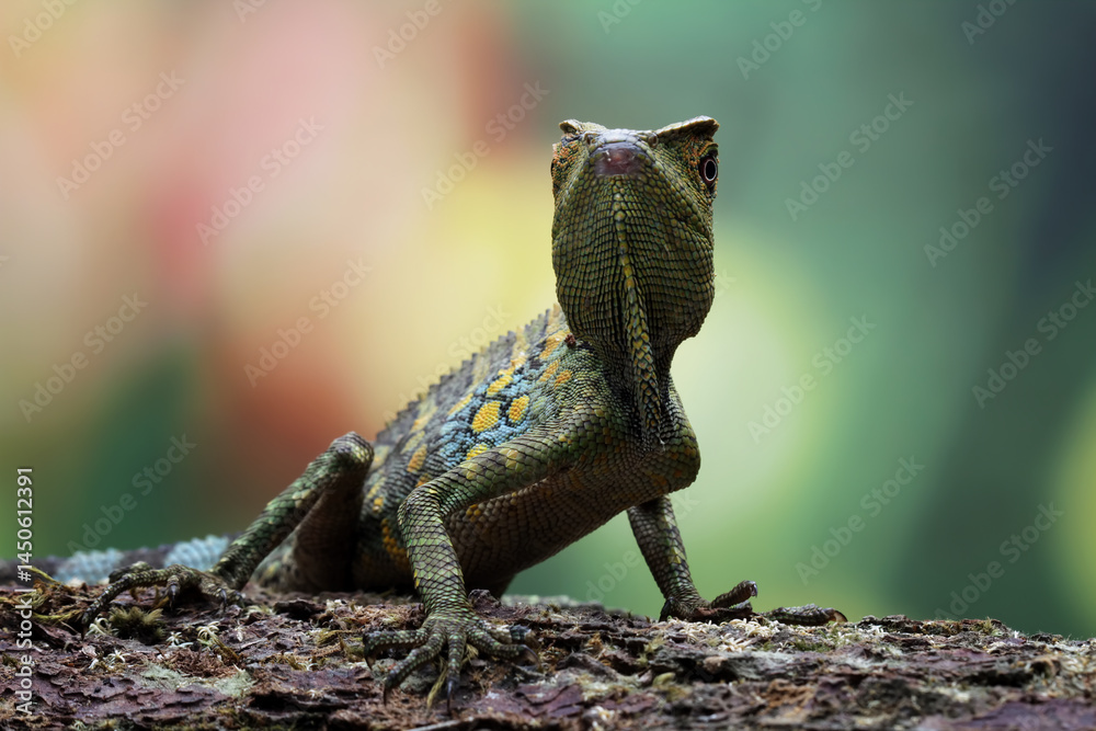 Forest dragon reptile on a wood, Gonocephalus chamaeleontinus