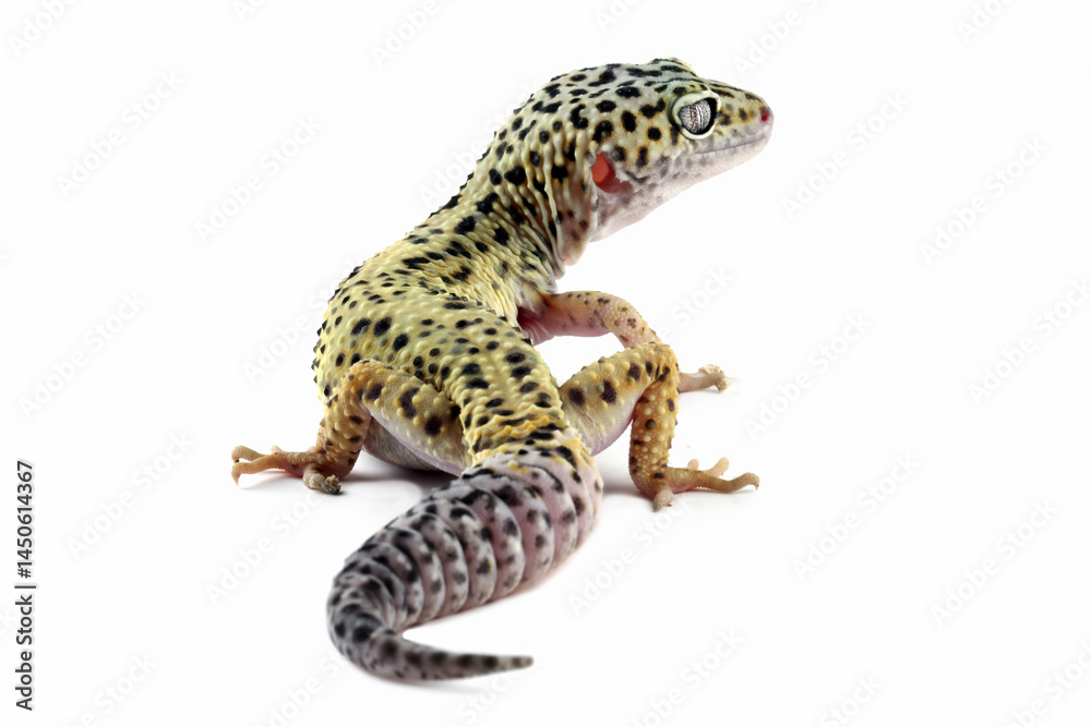 close-up of a leopard gecko lizard isolated on white, eublepharis macularius