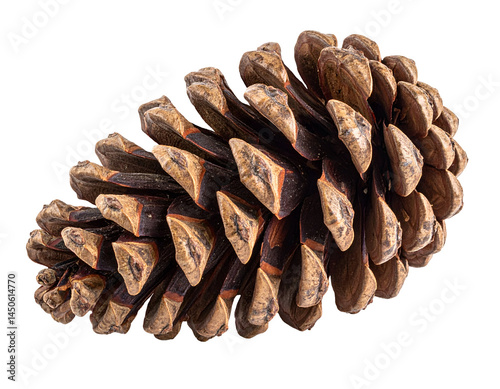 realistic photograph of single pine cone on isolated background for nature and botanical design
 photo