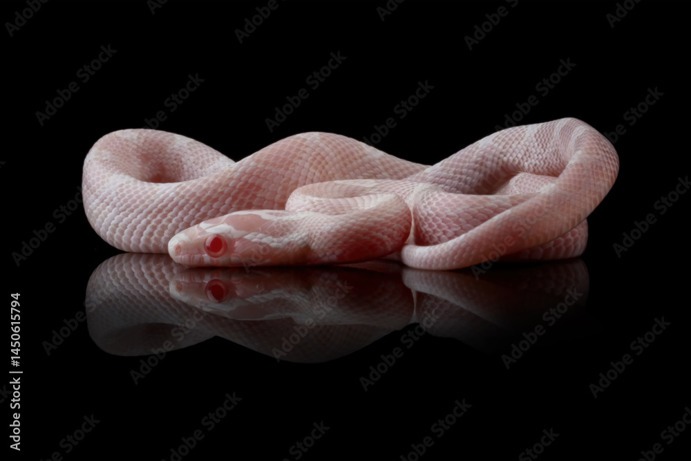 Corn snake isolated on black background, baby red rat snake (Pantherophis guttatus)