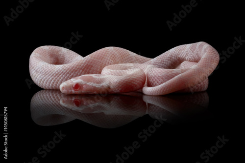 Obraz na płótnie Corn snake isolated on black background, baby red rat snake (Pantherophis guttatus) w salonie