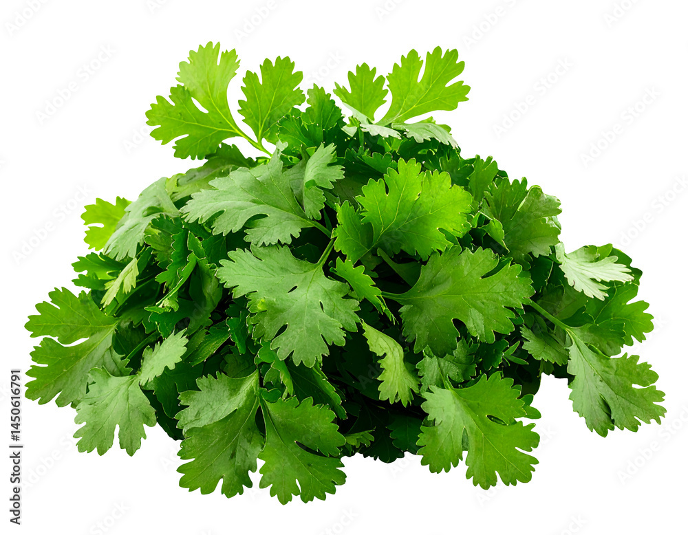 fresh coriander leaves pile on isolated background for cooking ingredient and food concept
fresh coriander leaves pile on isolated background for cooking ingredient and food concept