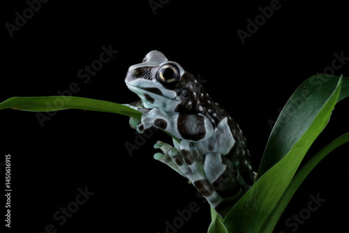 Obraz na płótnie Blue milk frog sitting on branch (Trachycephalus resinifictrix), Amazon milk frog w salonie