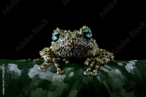 Obraz na płótnie Vietnamese mossy frog on a leaves, moss tree frog isolated on black background w salonie