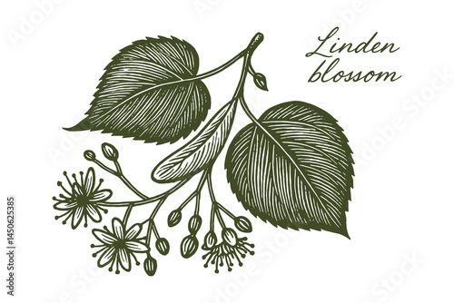 linden blossom illustration, vintage engraving botanical style

