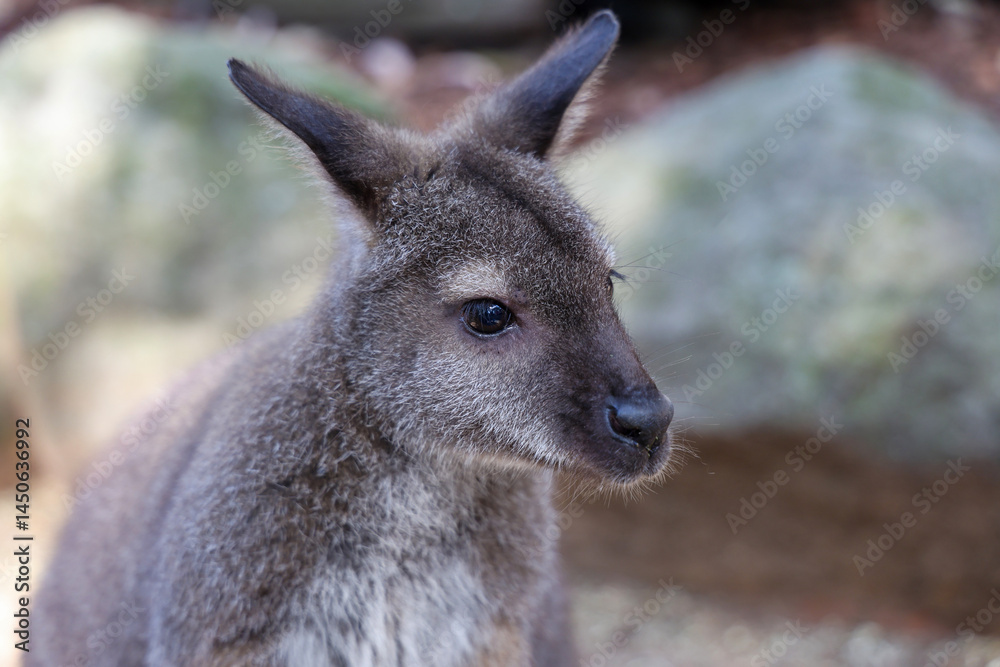 The Tammar Wallaby is small animal and cute in Australia The Tammar Wallaby is small animal and cute in Australia