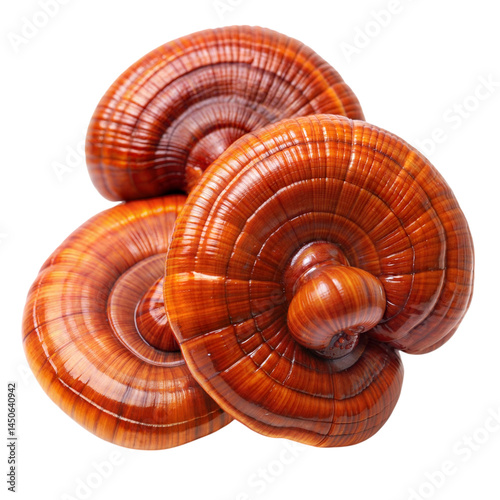 Reishi mushrooms isolated on transparent background.