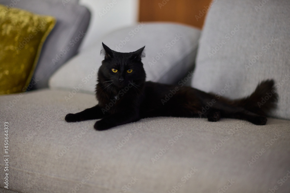 A Cozy Black Cat Relaxing Comfortably on a Soft Couch in a Warm Indoor Space, Radiating Serenity