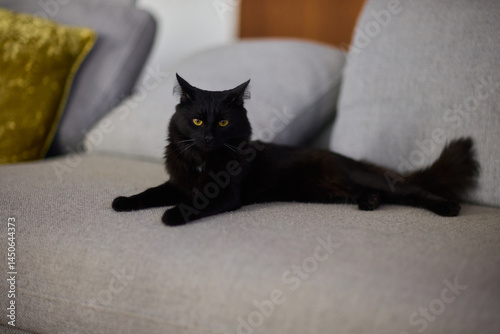 A Cozy Black Cat Relaxing Comfortably on a Soft Couch in a Warm Indoor Space, Radiating Serenity