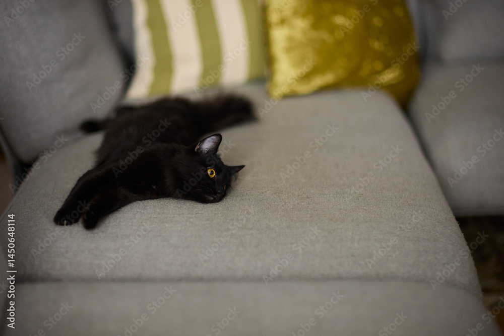A Cozy Black Cat Relaxing Comfortably on a Soft Couch in a Warm Indoor Space, Radiating Serenity
