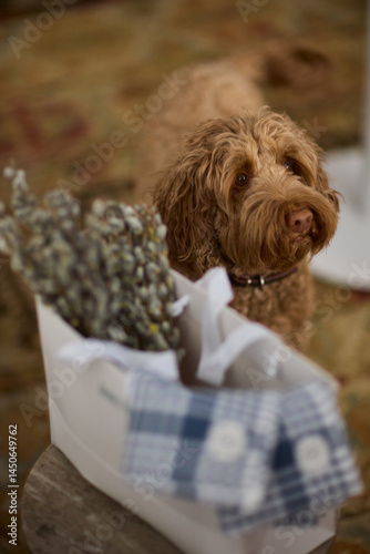 An Adorable Dog Snuggled Up and Nestled in a Decorative Basket in a Cozy and Inviting Setting