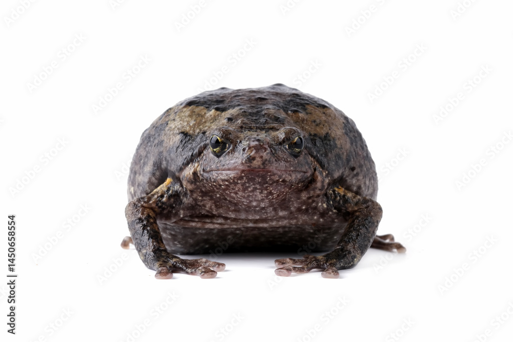 Banded bullfrog kaloula pulchra toad isolated on white