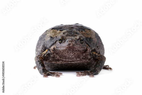 Obraz na płótnie Banded bullfrog kaloula pulchra toad isolated on white w salonie