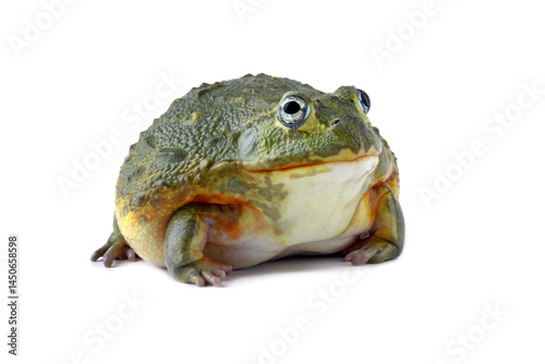 African giant bullfrog isolated on white, (Pyxicephalus adspersus)