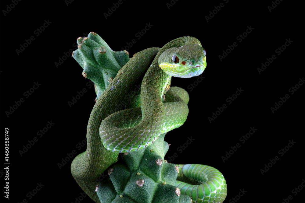 green viper snake on branch with black background, venomous and poisonous snake
