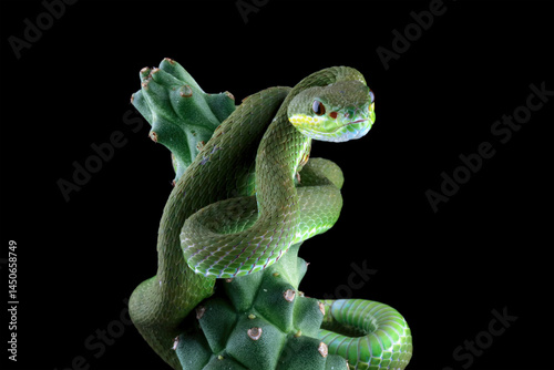 Obraz na płótnie green viper snake on branch with black background, venomous and poisonous snake w salonie