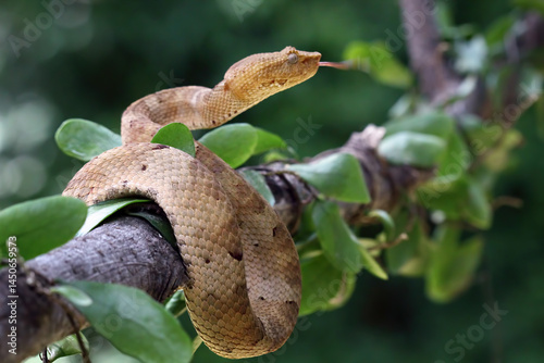 Trimeresurus Puniceus Pit viper on a branch. Yellow flat-nosed viper Craspedocephalus, bandotan pohon	