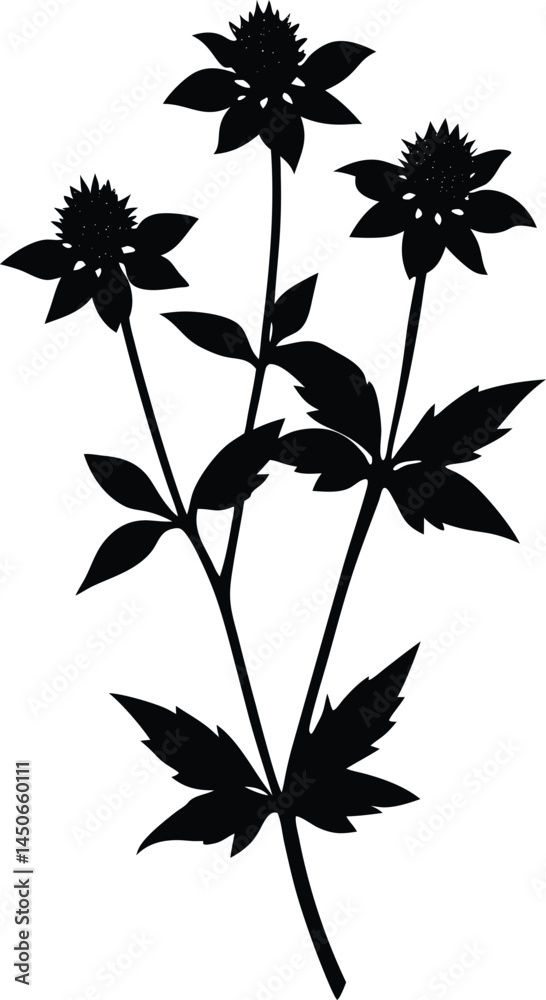 slender mountain mint silhouette vector on slender mountain mint silhouette vector on