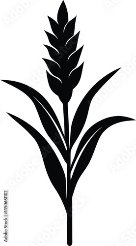 sorghum stalk silhouette vector on white