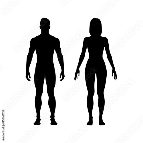 Male and women silhouette vector illustration. Human anatomy comparison.ai