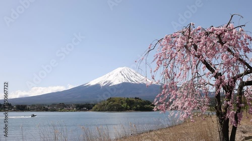 Cherry blossoms, Mt. Fuji and Lake Kawaguchi