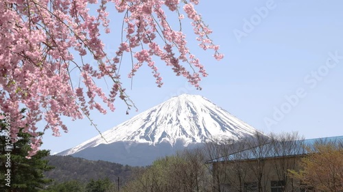 Cherry blossoms and Mt. Fuji