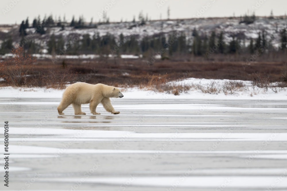 Polar bear walking on a frozen lake