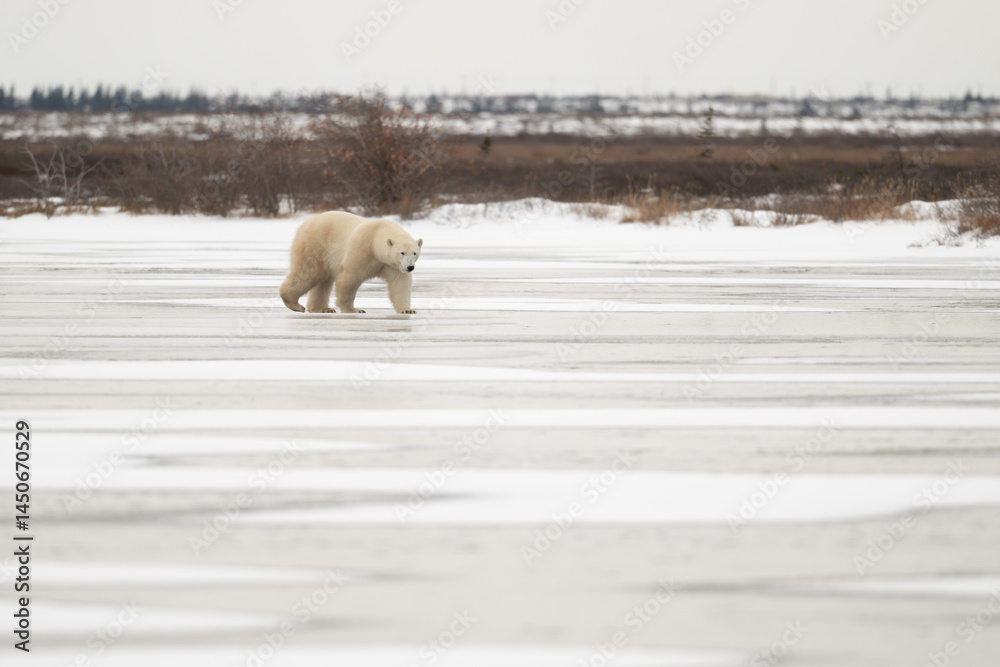Polar bear walking on a frozen lake