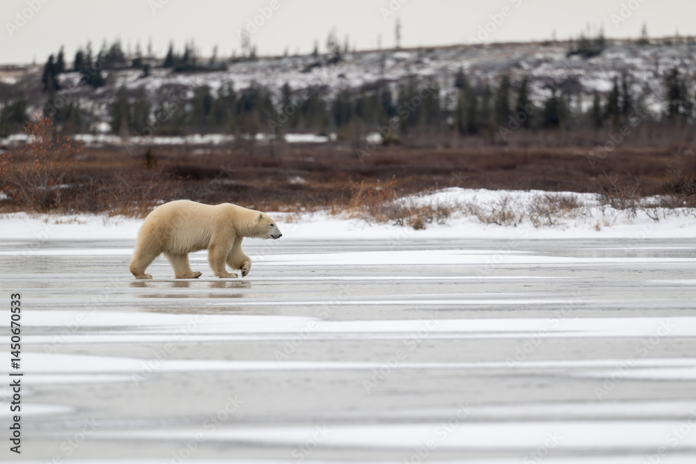 Polar bear walking on a frozen lake