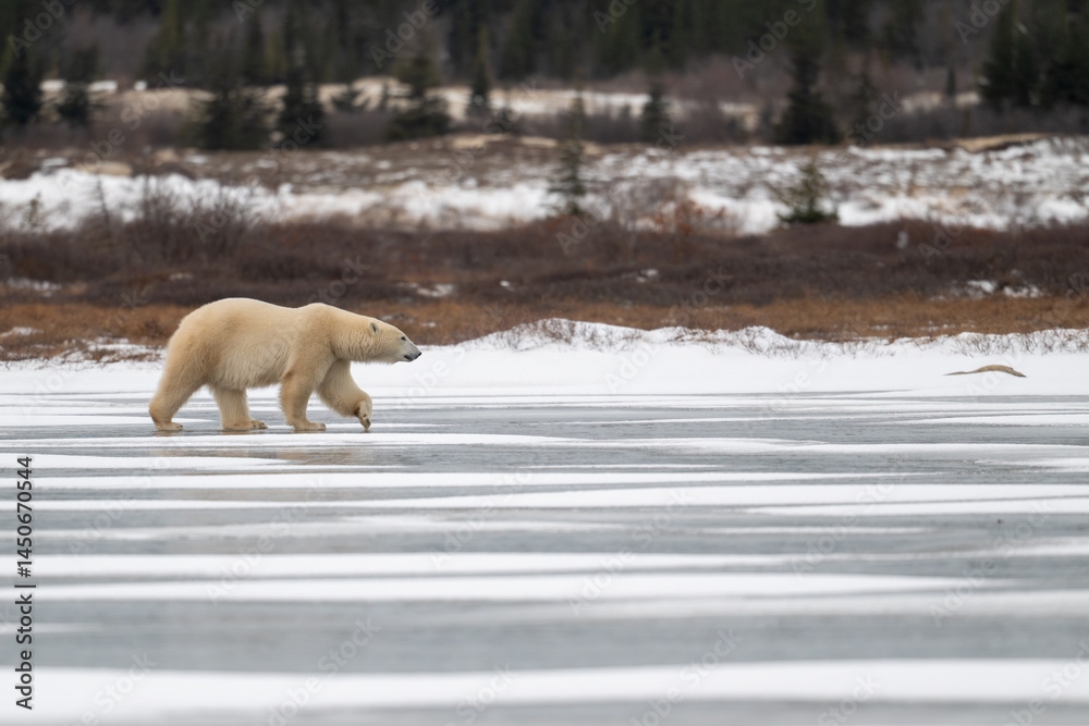 Polar bear walking on a frozen lake