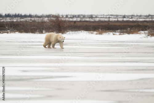 Obraz na płótnie Polar bear walking on a frozen lake w salonie
