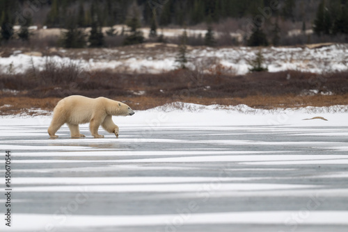 Obraz na płótnie Polar bear walking on a frozen lake w salonie