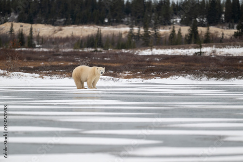 Polar bear walking on a frozen lake