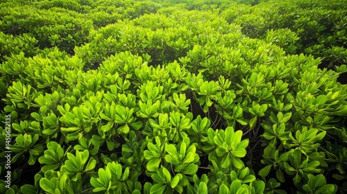 Wallpaper Mural A lush mangrove forest seen from above. Green trees create a vibrant rainforest with a healthy ecosystem. A wide view from a high angle.
 Torontodigital.ca