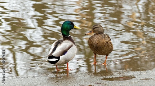 a pair of mallard ducks in their natural habitat