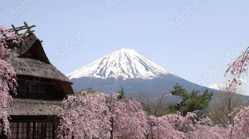 Cherry blossoms and Mt. Fuji
