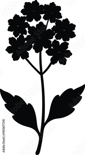 verbena flower silhouette vector on white 