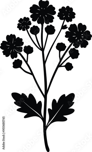 wild mustard flower silhouette vector on white 