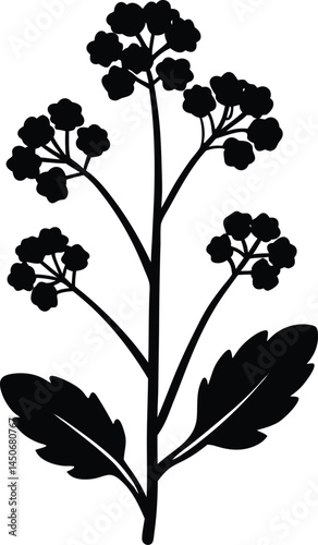 wild mustard flower silhouette vector on white 