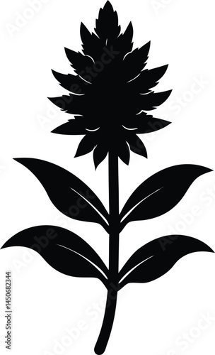 woolly plantain flower silhouette vector on white 
