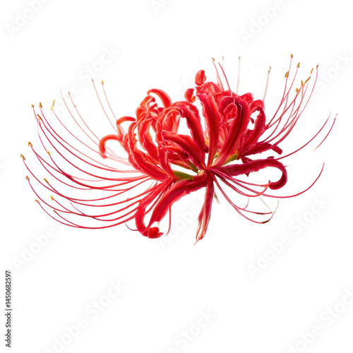 A close up of a red spider lily flower on a black background shot